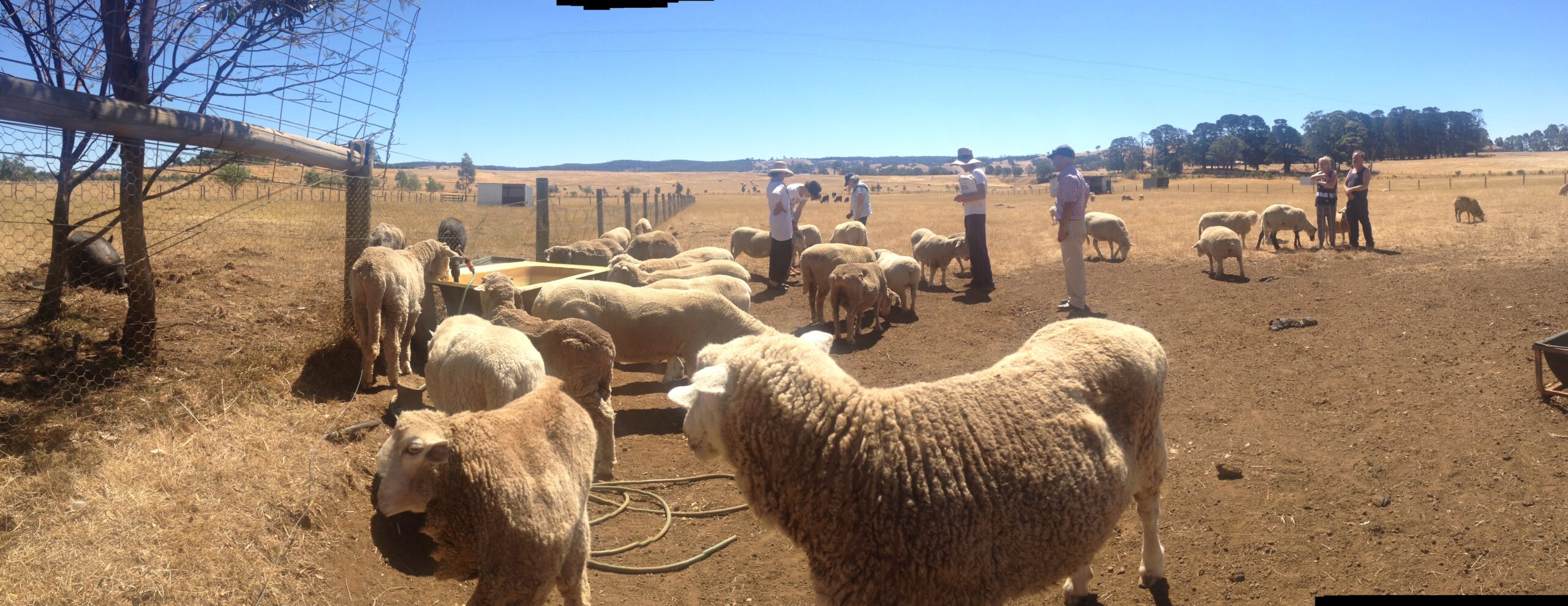 Australia Day auf Edgar Mission – Farm für misshandelte Nutztiere