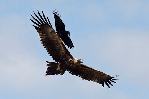 wedge-tailed eagle 02