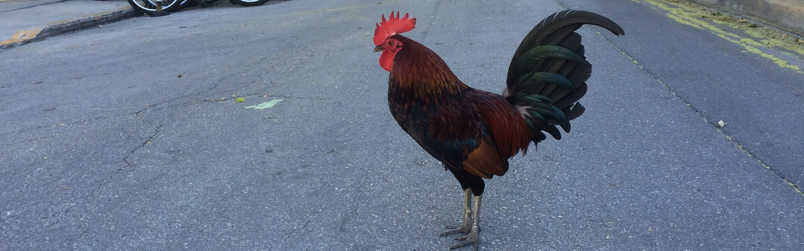 „Gypsy Chickens“ in Key West, Florida