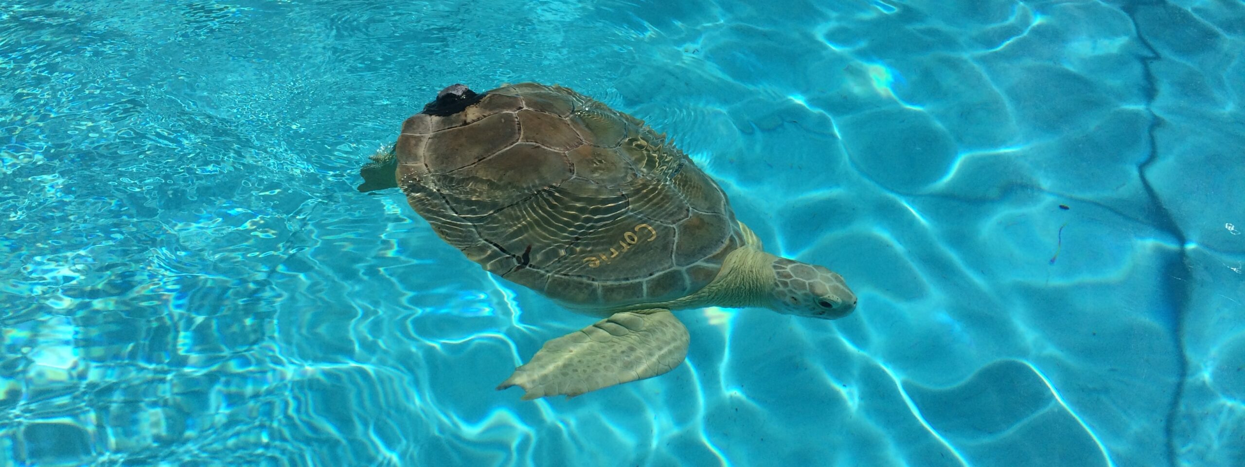 Turtle Hospital Florida
