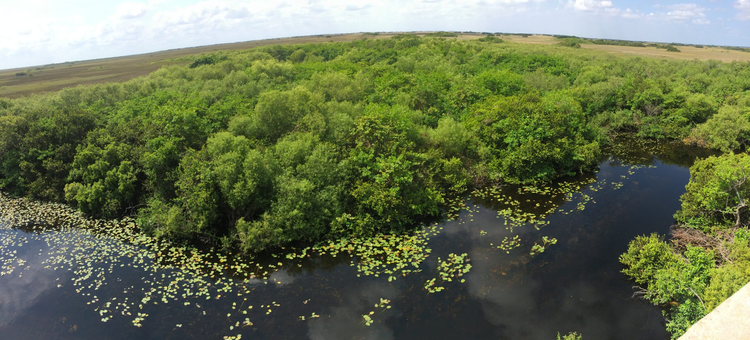 Bei den Alligatoren in den Everglades