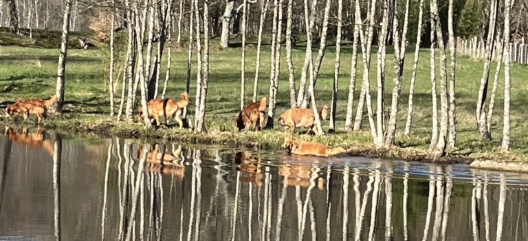Zwölf Goldies im Land der tausend Seen